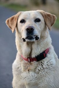 Close-up portrait of dog