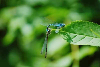 Close-up of dragonflies mating on plant