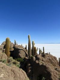 Cactus growing on rock by sea against clear blue sky