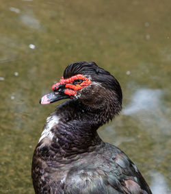 Close-up of duck swimming in lake