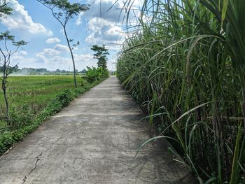 Footpath amidst plants on field against sky