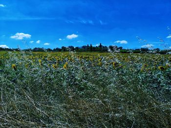 Plants growing on field against blue sky