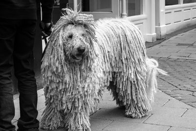 Portrait of dog standing on footpath