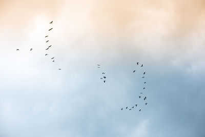 Low angle view of birds flying in sky