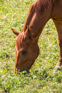 Close-up of a horse grazing in field