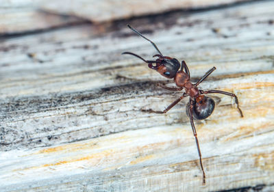 Close-up of insect