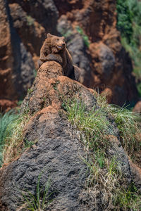 Close-up of lizard on rock