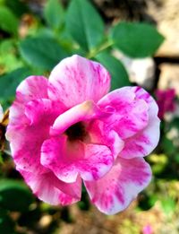 Close-up of pink rose flower