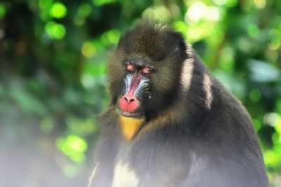Close up of monkey