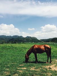 Horse grazing on field