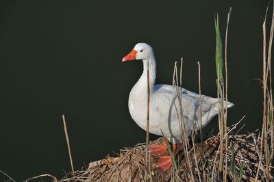 Close-up of bird perching on wood