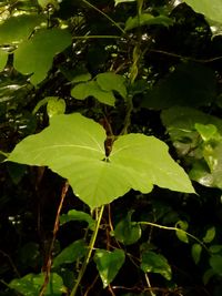 Close-up of green leaves