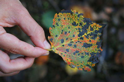 Close-up of hand holding autumn leaves