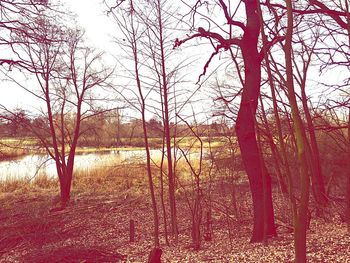 Bare trees by lake