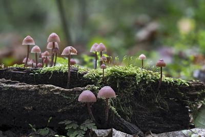 Close-up of mushrooms growing on field