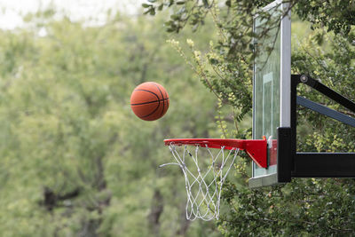 Basketball hoop against trees