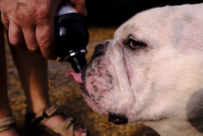 Close-up of hand holding dog