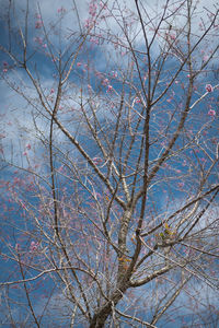 Low angle view of flowering tree against sky