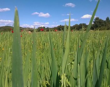 Scenic view of field against clear sky