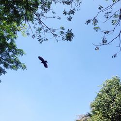 Low angle view of bird flying against blue sky