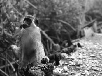 Monkey sitting on a field