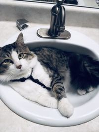 Close-up of cat getting cozy in sink
