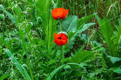 Close-up of red poppy flower on field