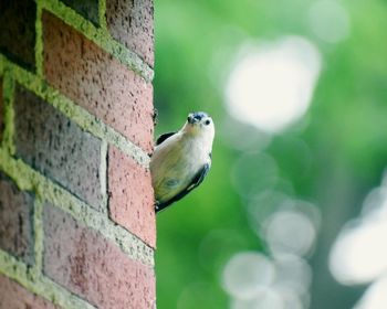 Close-up of bird perching on tree trunk against wall