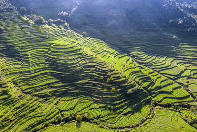 High angle of green terraces