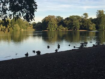 Swans swimming in lake against sky