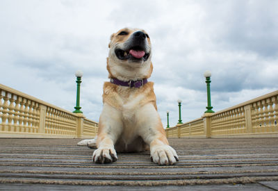 Dog sitting on railing against sky