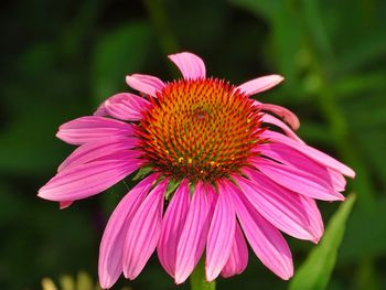 Close-up of pink flower