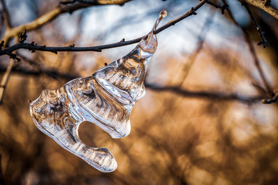 Low angle view of ice hanging from tree
