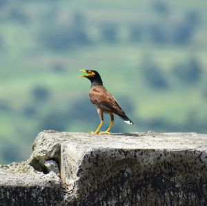 Close-up of bird perching on rock by water