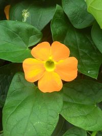 Close-up of flower blooming outdoors