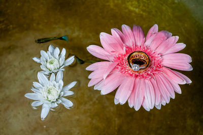 High angle view of pink daisy on plant