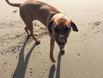 Portrait of dog standing at beach