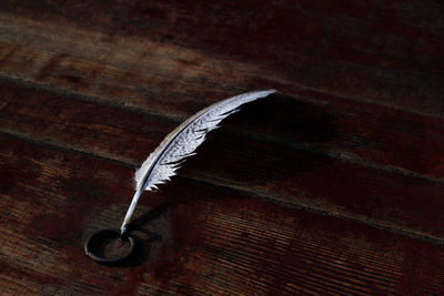 High angle view of feather on table