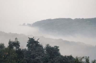 Trees in forest against sky