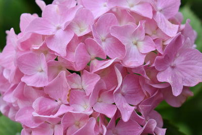 Close-up of pink hydrangea flowers