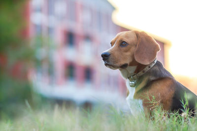 Dog looking away on field