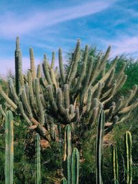 Close-up of plants against sky