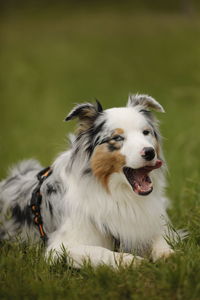 Dog looking away on field