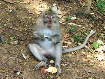 High angle portrait of monkey sitting outdoors