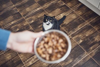 Cropped hand of person holding food for cat at home