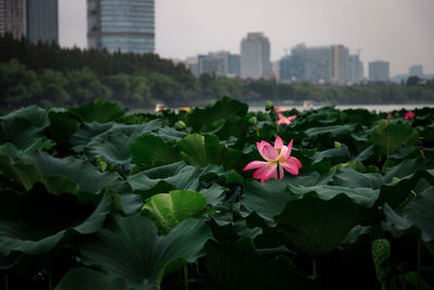 Close-up of pink flowering plant by buildings in city