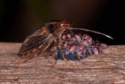 Close-up of insect on wood