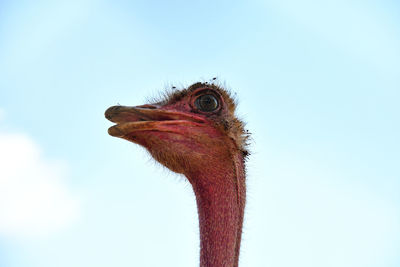 Close-up of a bird