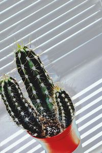 Close-up of cactus plant in pot