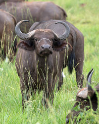 African buffalo, syncerus caffer, national parks of uganda